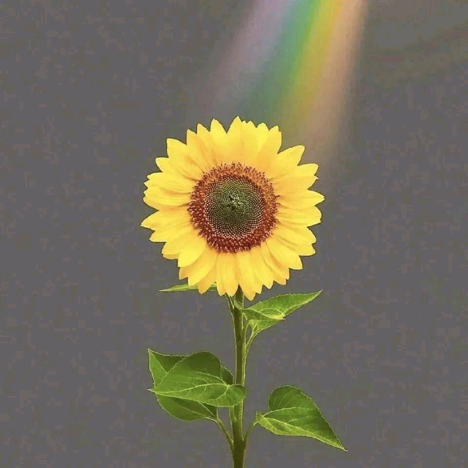 资源图片